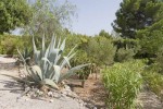 Montgo_garden_0682w Montgo_garden_0682w